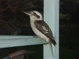 Kookaburra